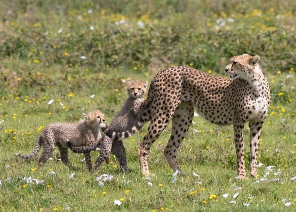 Serengeti-9617.jpg - Mom and a couple of the kids