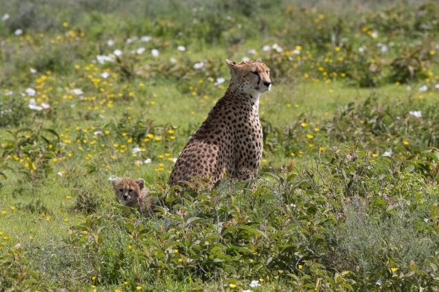 Serengeti-9642.jpg - where is that breakfast????