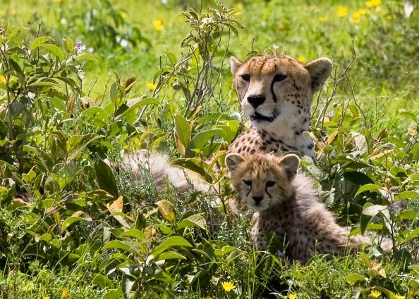 Serengeti-9678.jpg - Mom is tired....