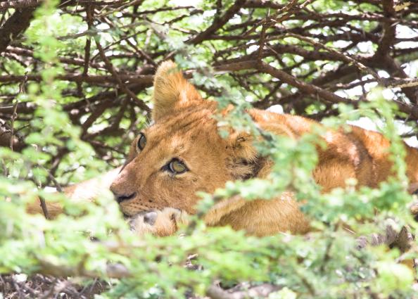 Serengeti-9721.jpg - not ready to sleep yet...