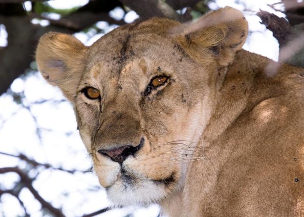 Serengeti-9737.jpg - Lion in the tree