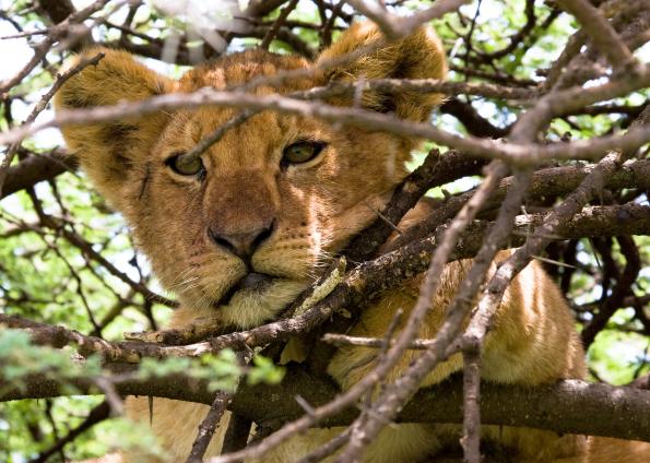 Serengeti-9748.jpg - hello, I see you (safari vehicle)