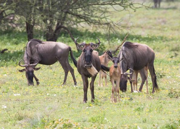 Serengeti-9774.jpg - wildebeest and their young