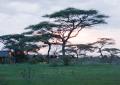 Serengeti-9044