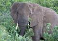 Ngorongoro-0220