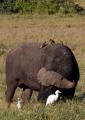 Ngorongoro-0370