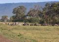 Ngorongoro-0432