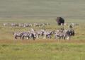 Ngorongoro-0549