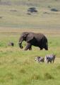 Ngorongoro-0570