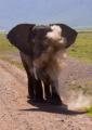 Ngorongoro-0619