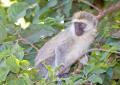 Ngorongoro-0704