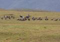 Ngorongoro-1118