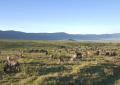 Ngorongoro-3487