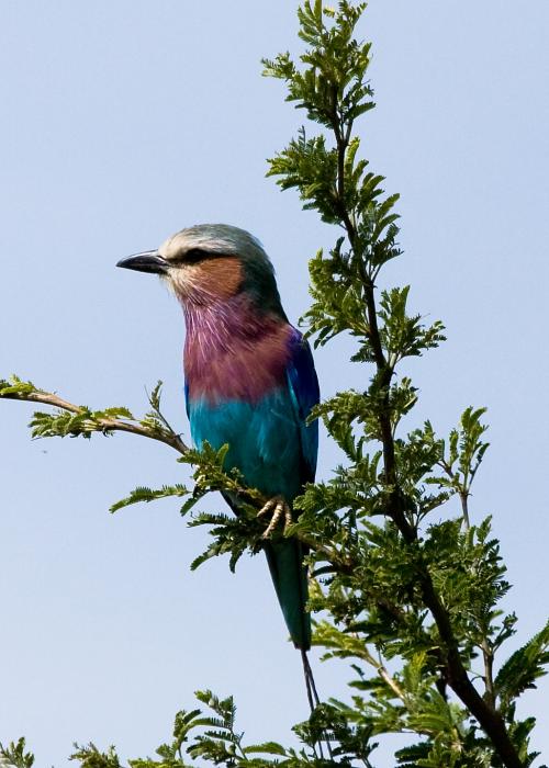 Serengeti-7999.jpg - Lilac-breasted Roller