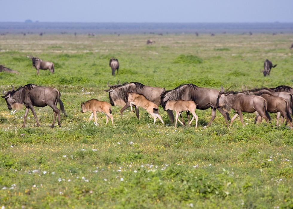 Serengeti-9286.jpg