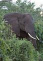 Ngorongoro-0226