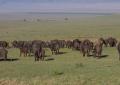 Ngorongoro-0278