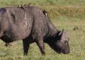 Ngorongoro-0287