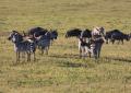 Ngorongoro-0301