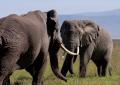 Ngorongoro-0595