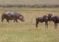 Ngorongoro-0842