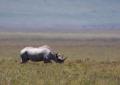 Ngorongoro-0931