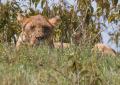 Ngorongoro-1114