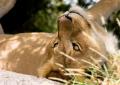 Serengeti-7513