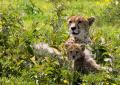 Serengeti-9678
