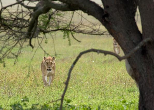 Serengeti-7192.jpg - Lions looking for shade (1 hour after arriving on the Serengeti)