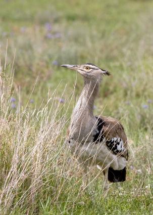 Serengeti-7296.jpg - Kori Bustard