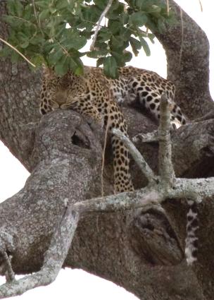 Serengeti-7570.jpg - Our first sleeping leopard in the Seronera Valley beside the river.