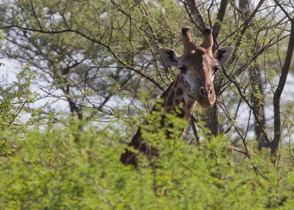 Serengeti-7820.jpg