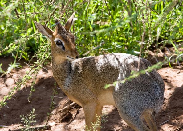 Serengeti-7824.jpg - Dik Dik