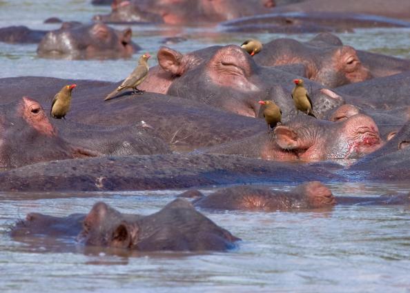 Serengeti-7956.jpg - Red-billed Oxpeckers