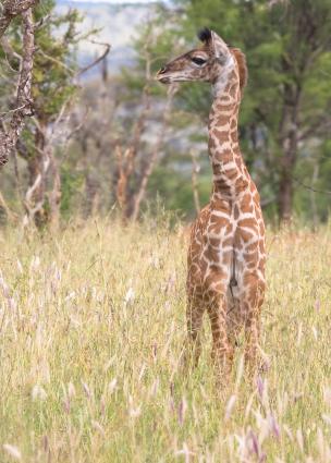 Serengeti-8155.jpg - New baby with dried umbical cord still attached.