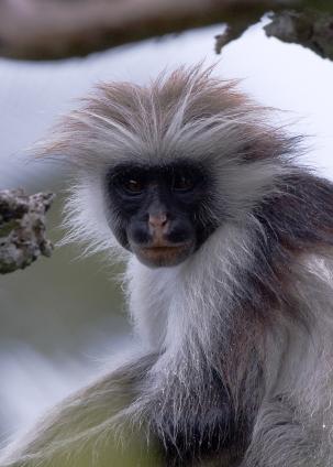 Zanzibar-5255.jpg - Red Colobus monkey (ONLY in Zanzibar)