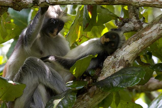 Zanzibar-5326.jpg - Red Colobus monkey (ONLY in Zanzibar)