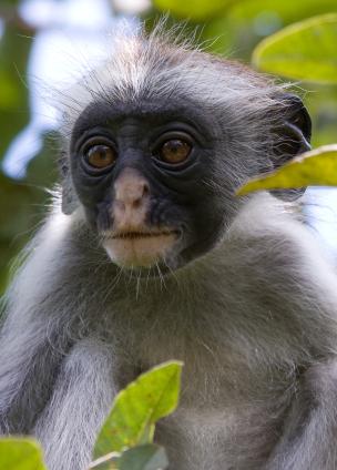 Zanzibar-5354.jpg - Red Colobus monkey (ONLY in Zanzibar)