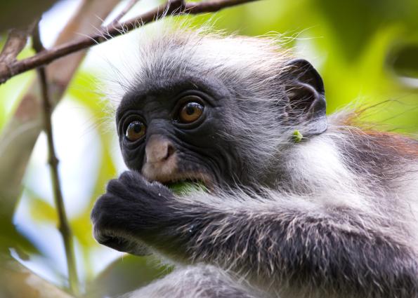 Zanzibar-5374.jpg - Red Colobus monkey (ONLY in Zanzibar)