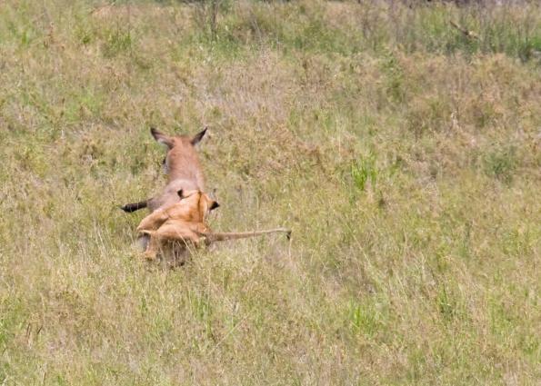 Serengeti-8456.jpg - yep, lunch!!!   (turn away now...)