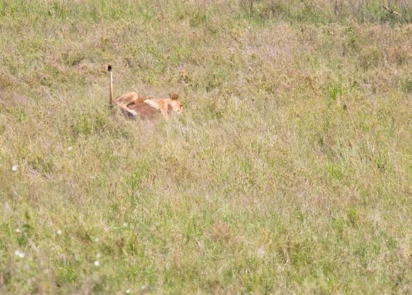 Serengeti-8458.jpg - that tail in the air is the lion's