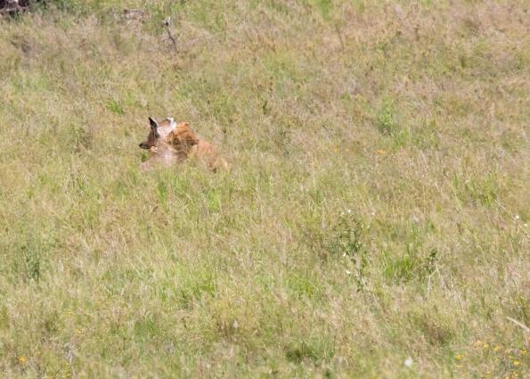 Serengeti-8463.jpg - the fight appears to be over