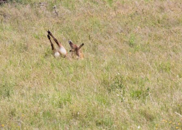 Serengeti-8465.jpg - NOT a good sign if you are a Water Buck fan....