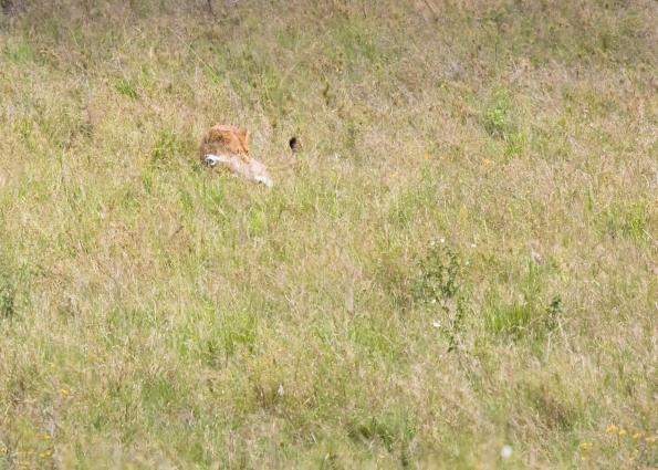 Serengeti-8468.jpg - think the lion is winning....