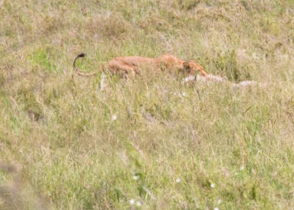 Serengeti-8517.jpg - the water buck is about 400 lbs so this is real work...