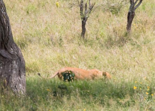 Serengeti-8526.jpg - finally under the tree, safety
