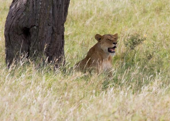 Serengeti-8541.jpg - she is tired so came to the other side of the tree to pose