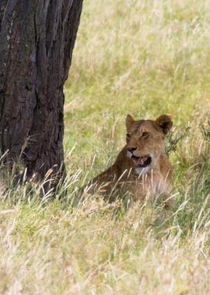 Serengeti-8546.jpg - more pose