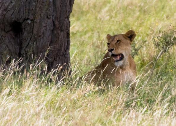 Serengeti-8549.jpg - again....